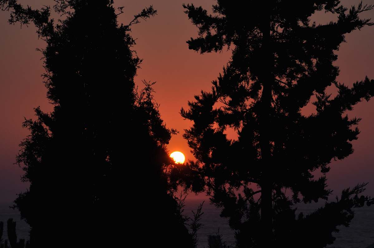 sunset trees at night outdoors