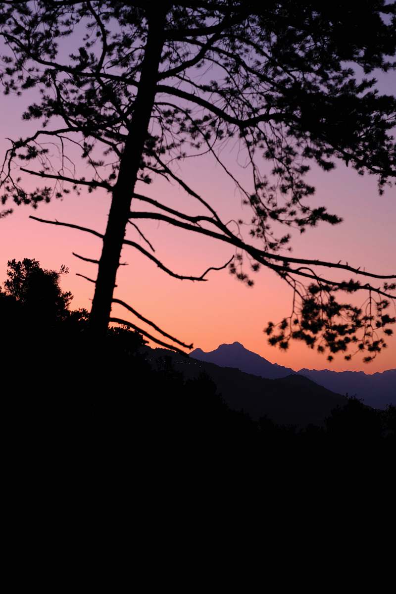 outdoors trees during golden hour red sky