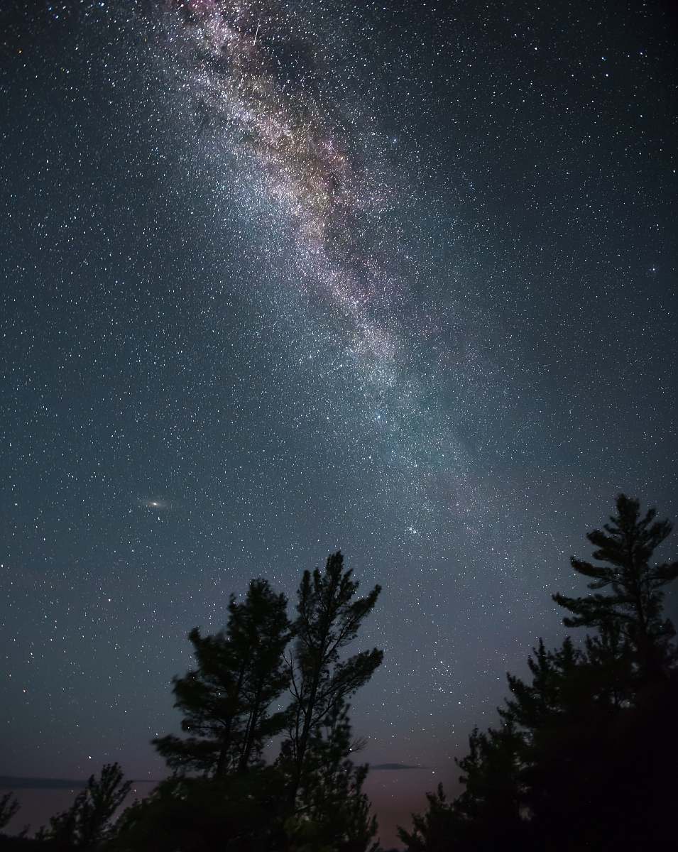 grey silhouette of tall trees under white star lot during night time milky way