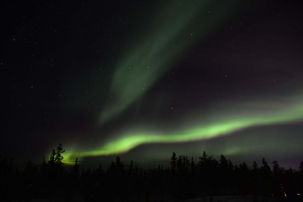 aurora silhouette of trees under green aurora nature