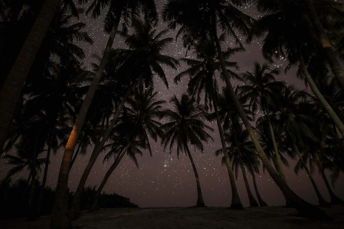 tree silhouette photography of coconut tress during nighttime maldives