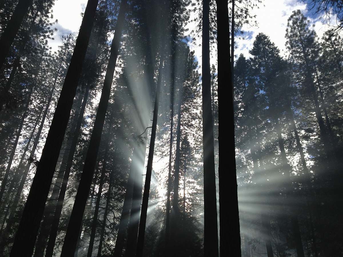 tree forest with sunrays forest