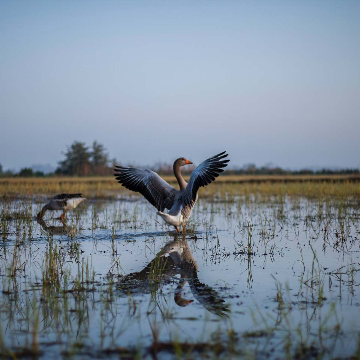 nature gray swan on body of water land