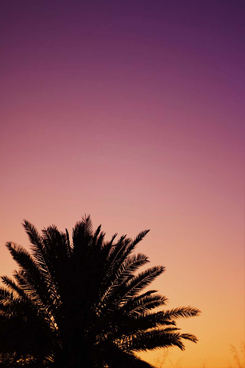 nature silhouette of palm tree sky