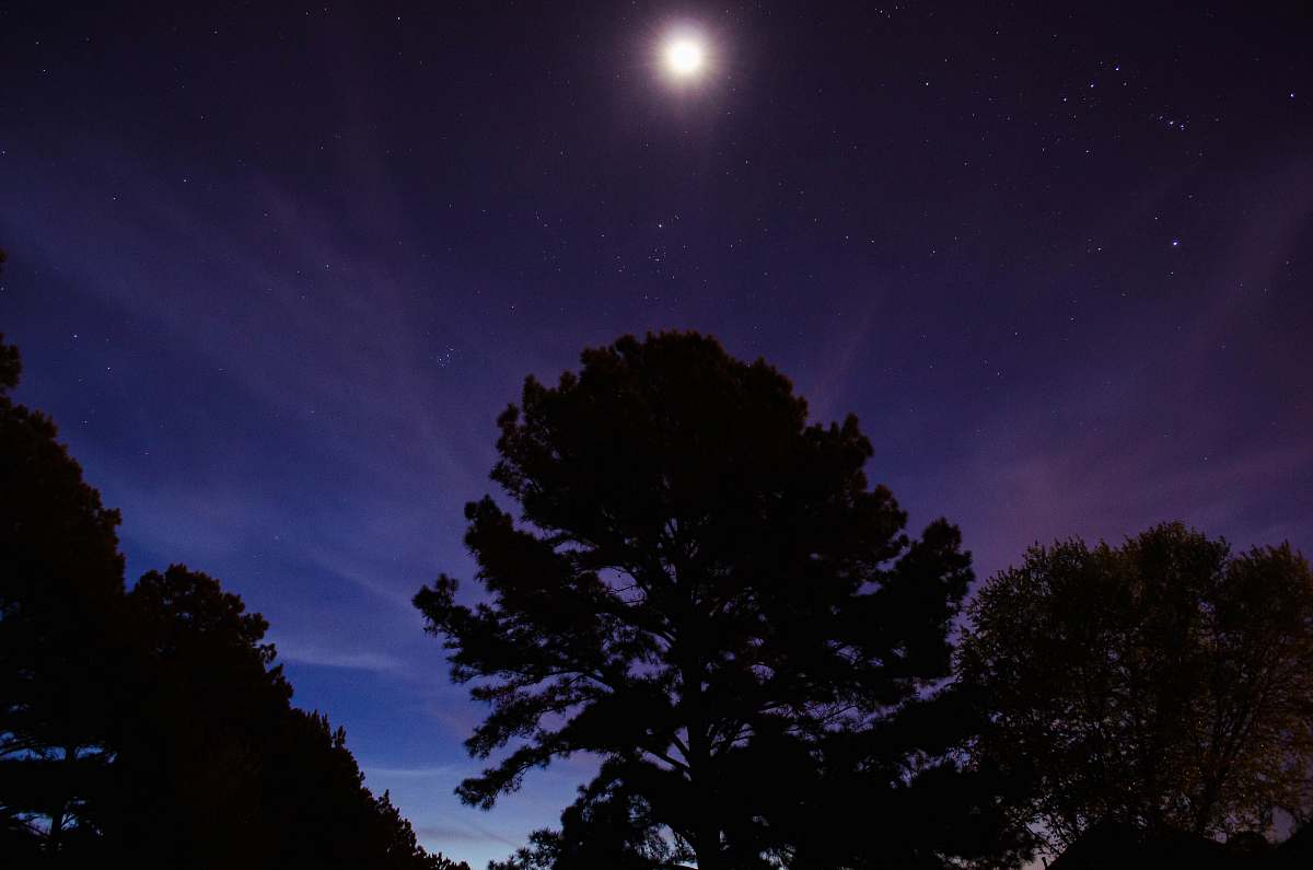 night silhouette photography of trees blue
