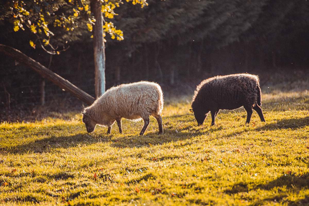 grassland two black and white sheep eating grass on field field