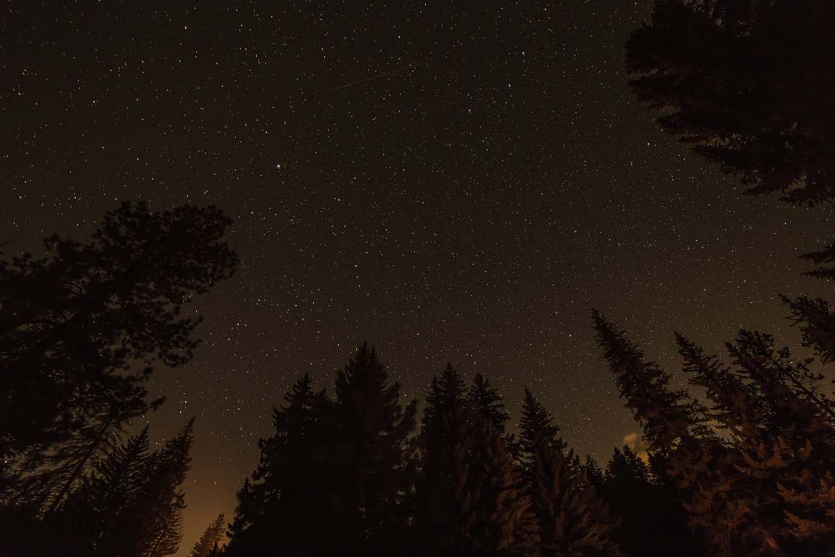 tree worm's-eye photography of field of trees night