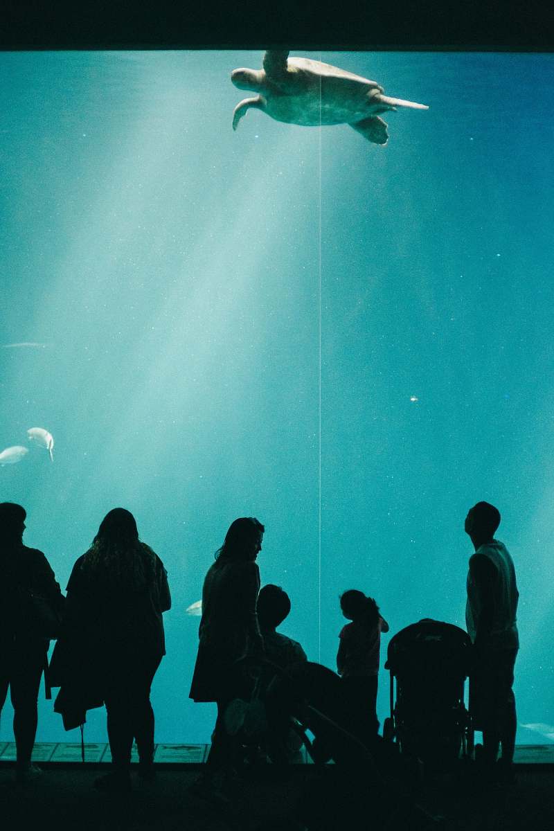 water people looking at turtle swimming inside dome water museum aquarium