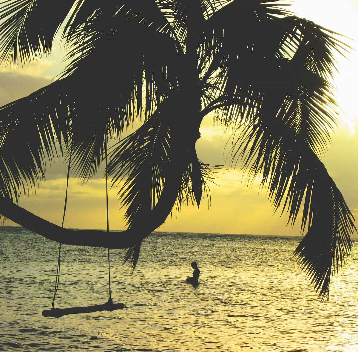 tree brown coconut tree near body of water palm tree