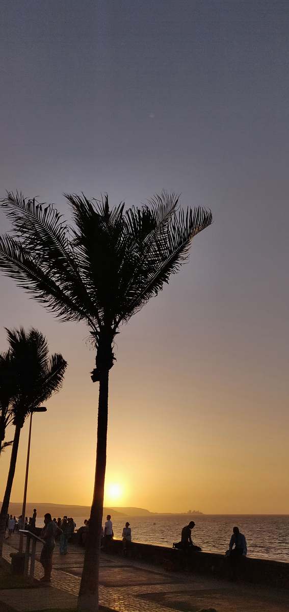 human silhouette photo of lined palm trees near sitting people at golden hour nature