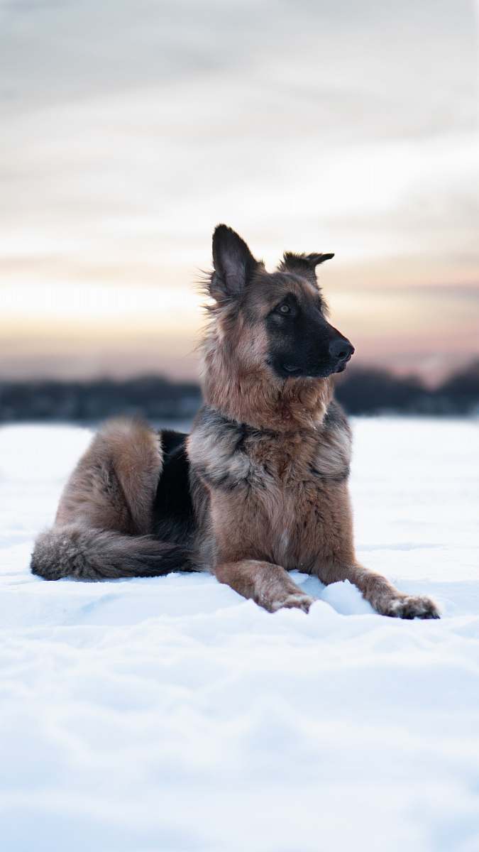mammal dog lying on snow covered ground dog