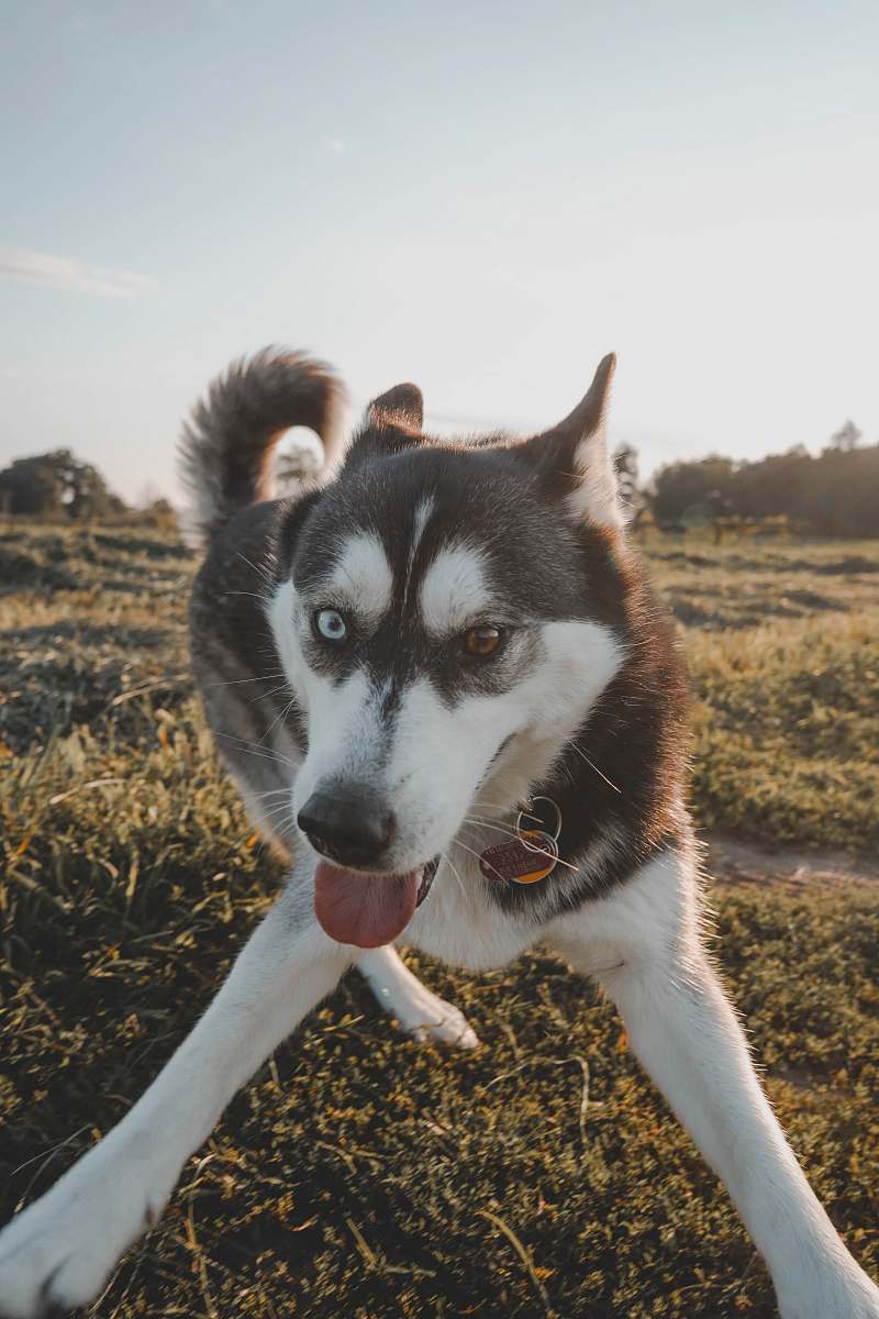 dog white and black dog on grass field husky