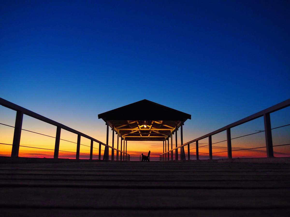 sunrise silhouette of cat standing on boat dock sunset