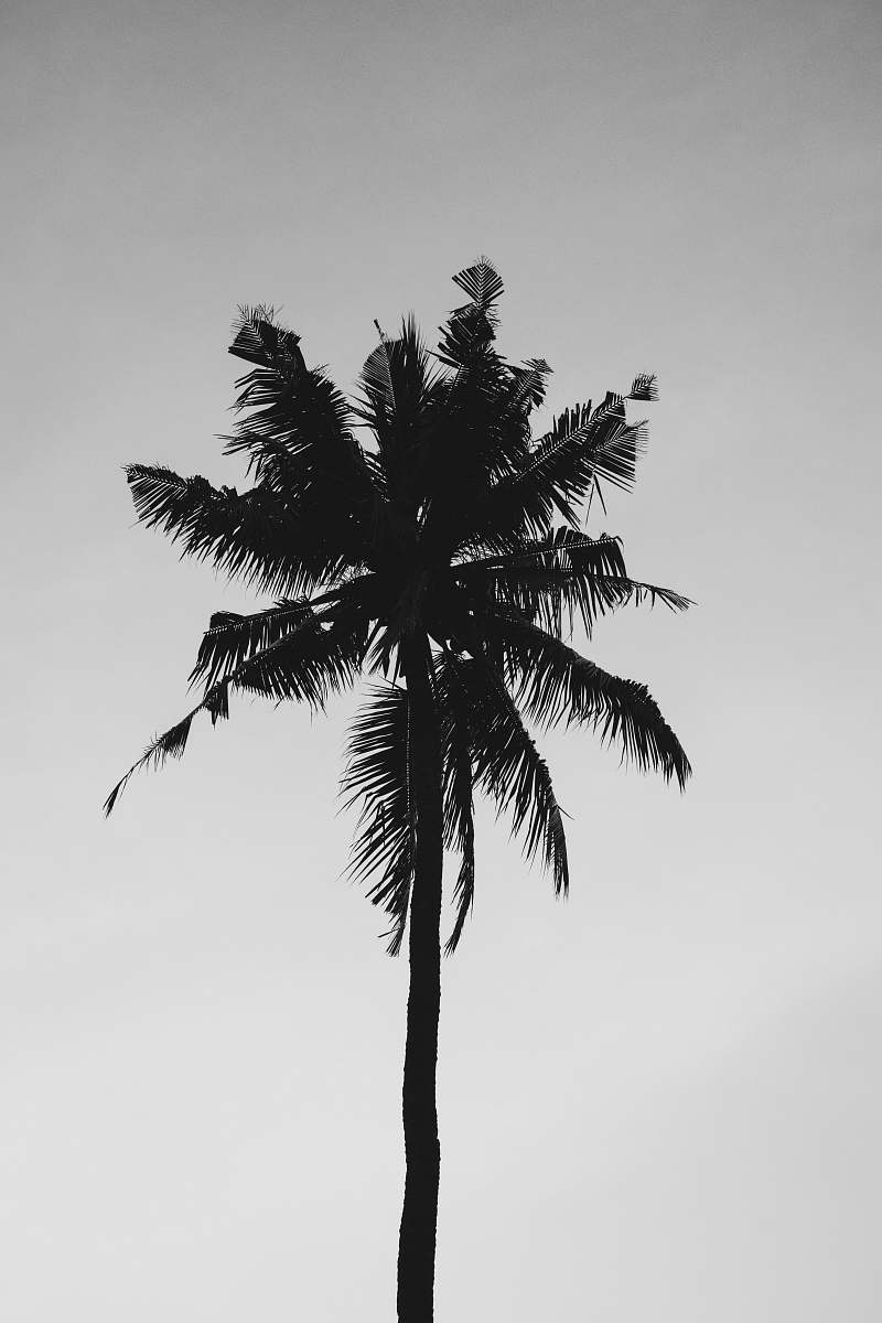 black-and-white  tree