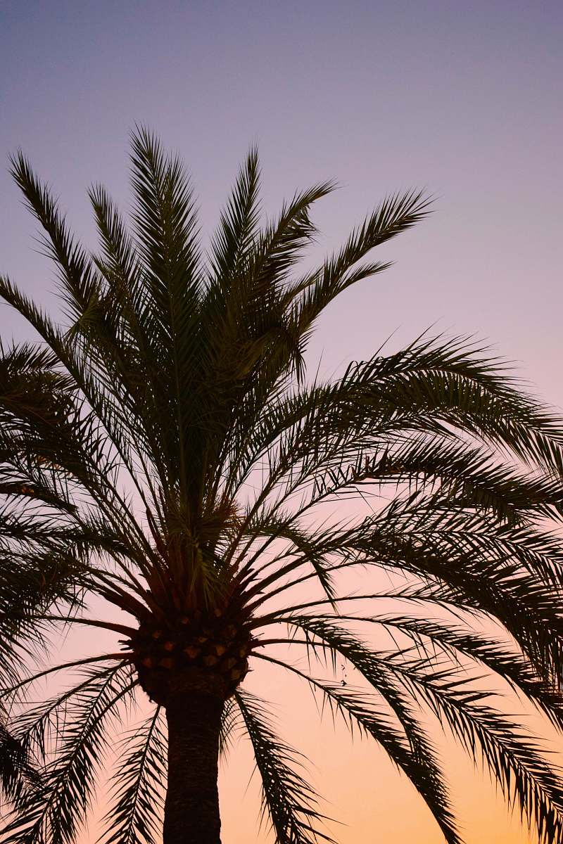 tree coconut tree palm tree