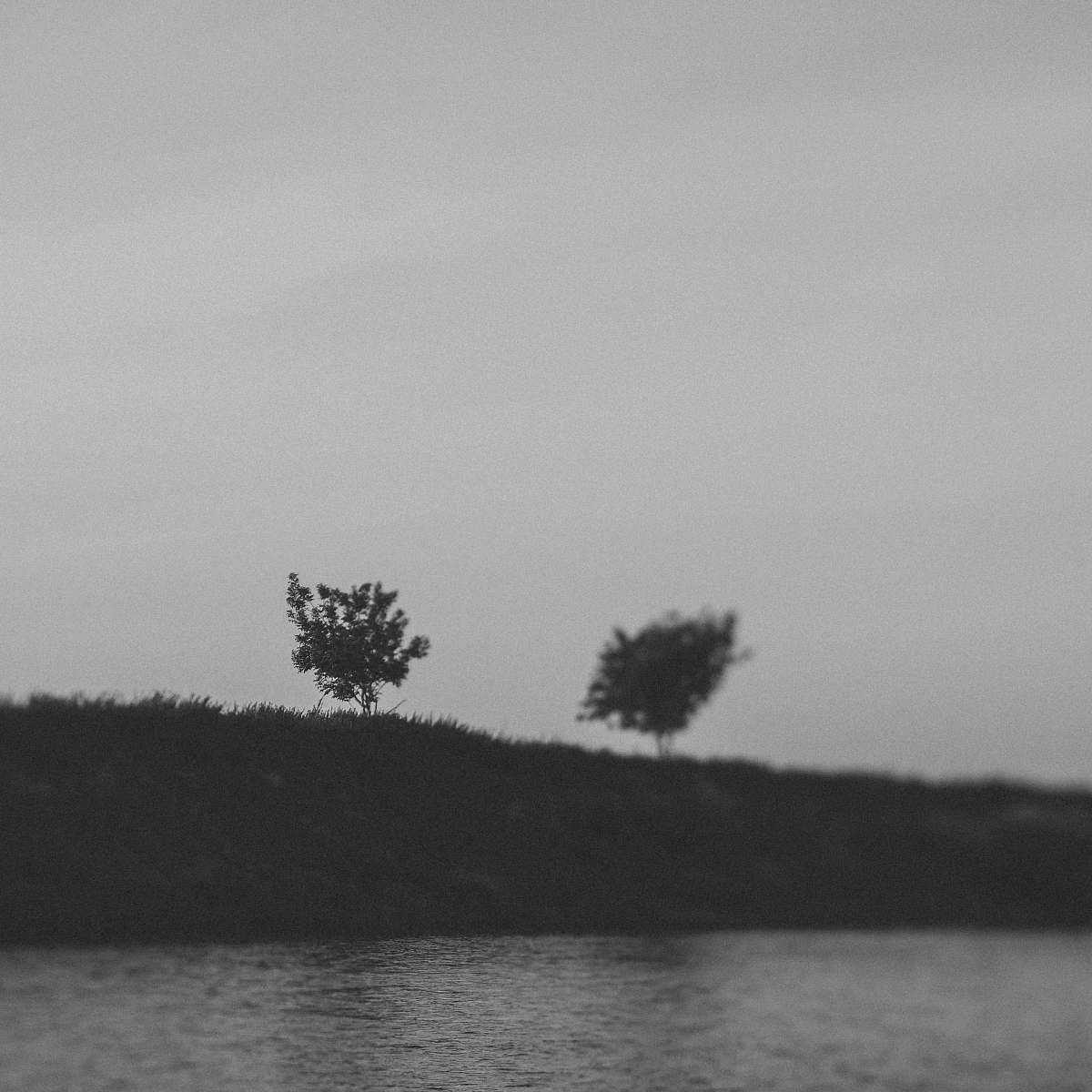 tree grayscale photography of tree near body of water black-and-white