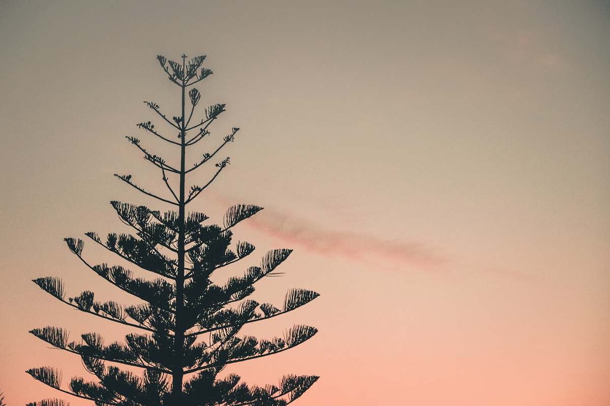 tree green leafed pine tree photography fir