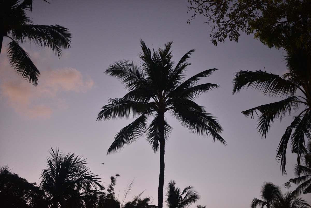 tree green palm plant photo arecaceae
