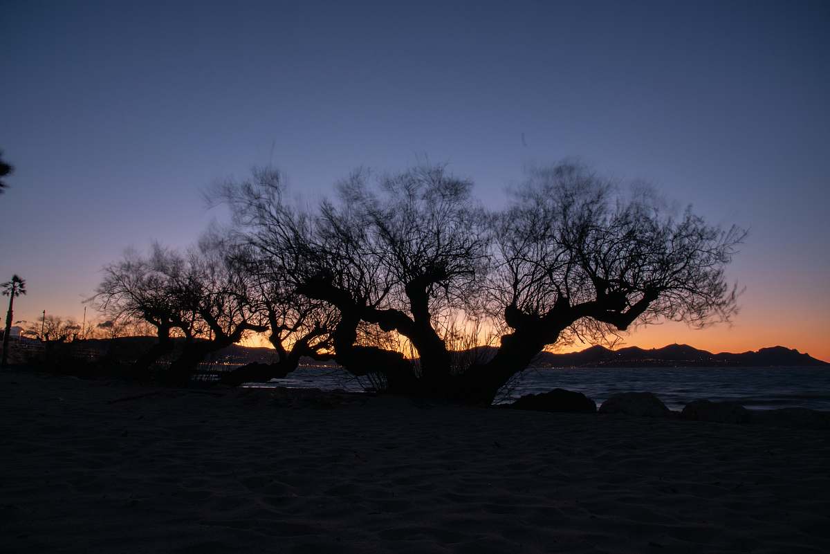 silhouette leafless tree at shore under gray skies tree