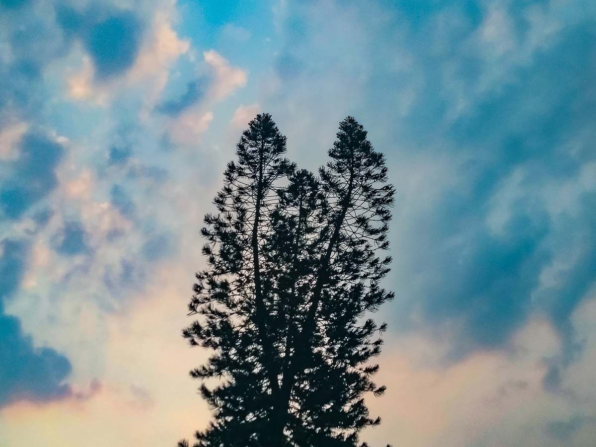 tree low-angle photo of silhouette of pine tree under cloudy sky abies