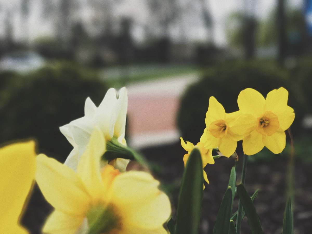 flower selective focus of yellow flower daffodil