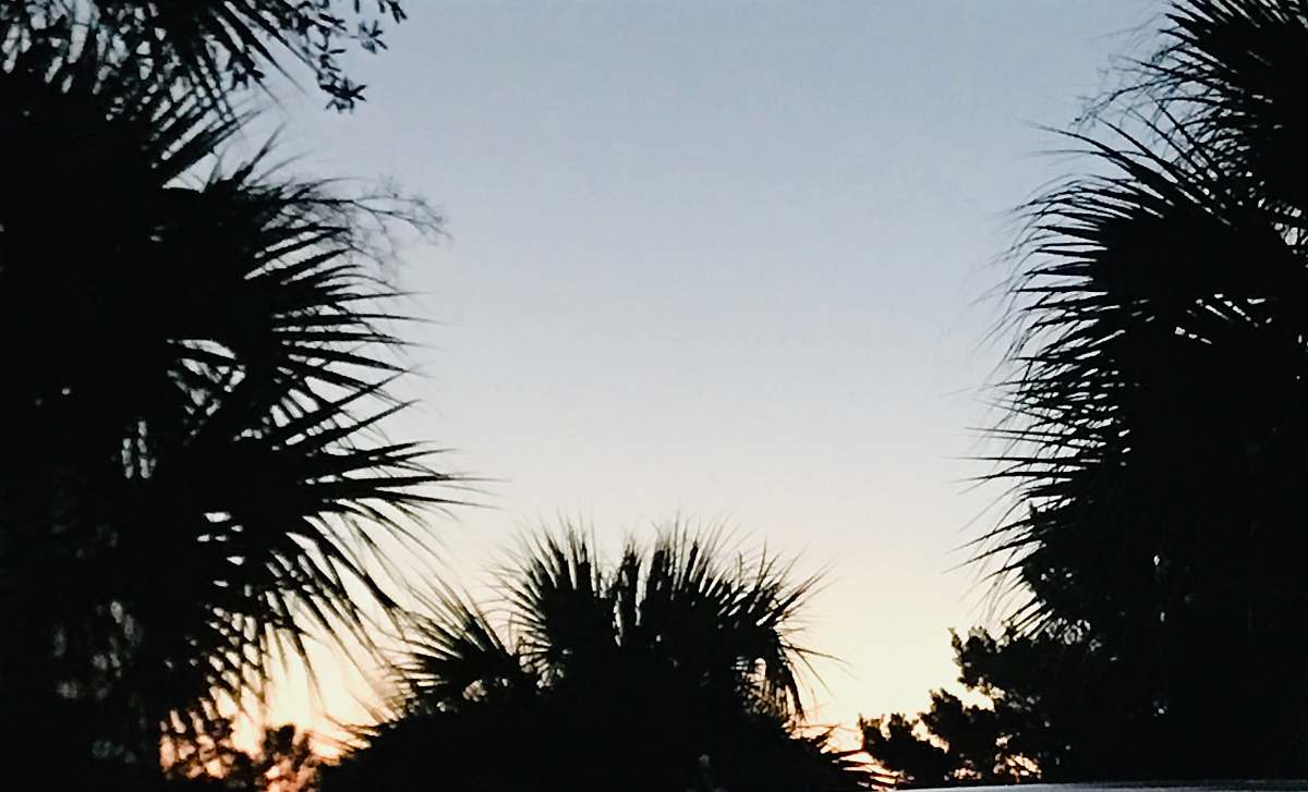tree silhouette of palm trees arecaceae