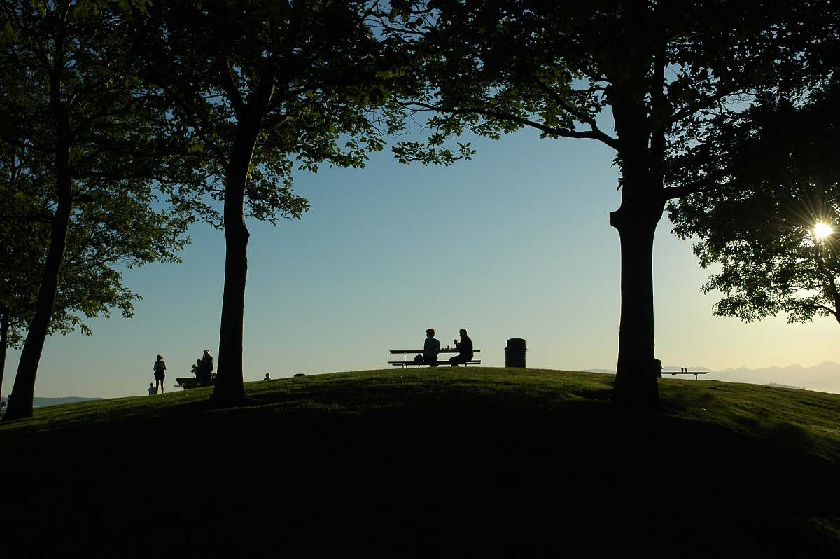 tree silhouette of person sitting on bench tree trunk