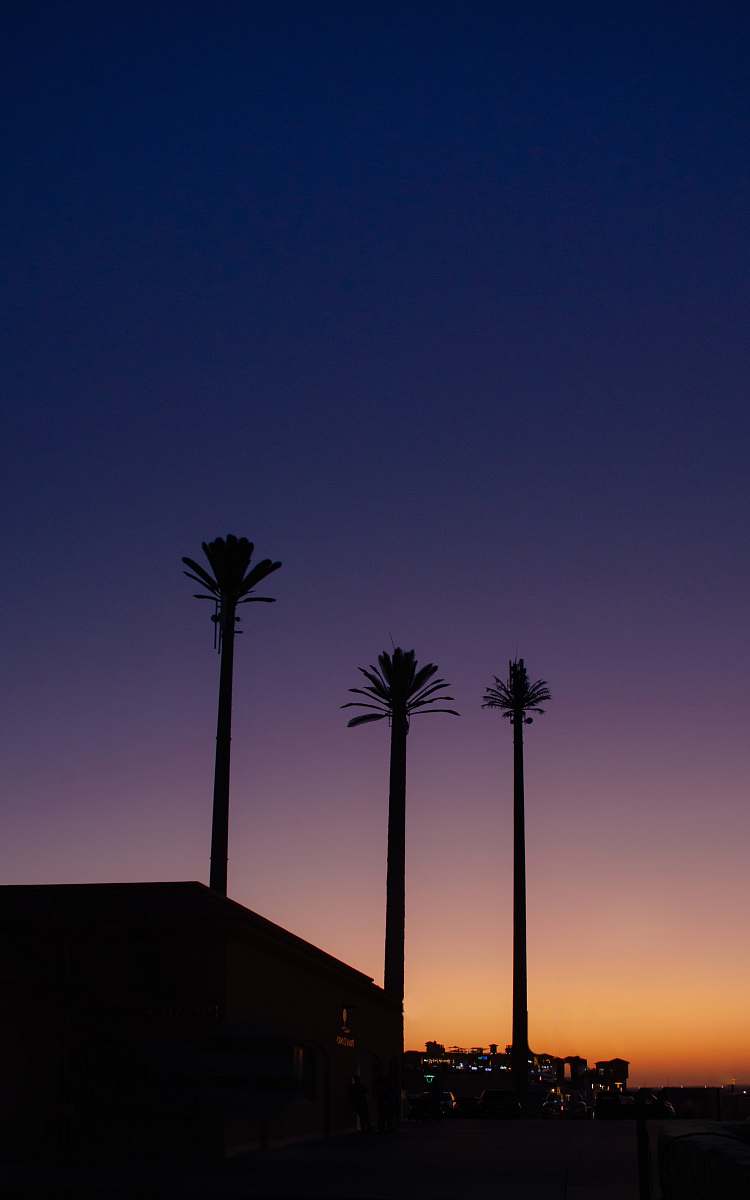 tree silhouette of tall trees arecaceae
