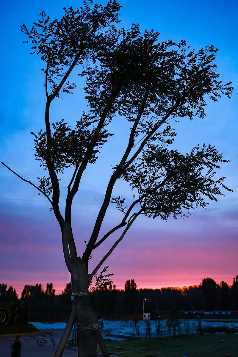 tree silhouette of tree during golden hour nature