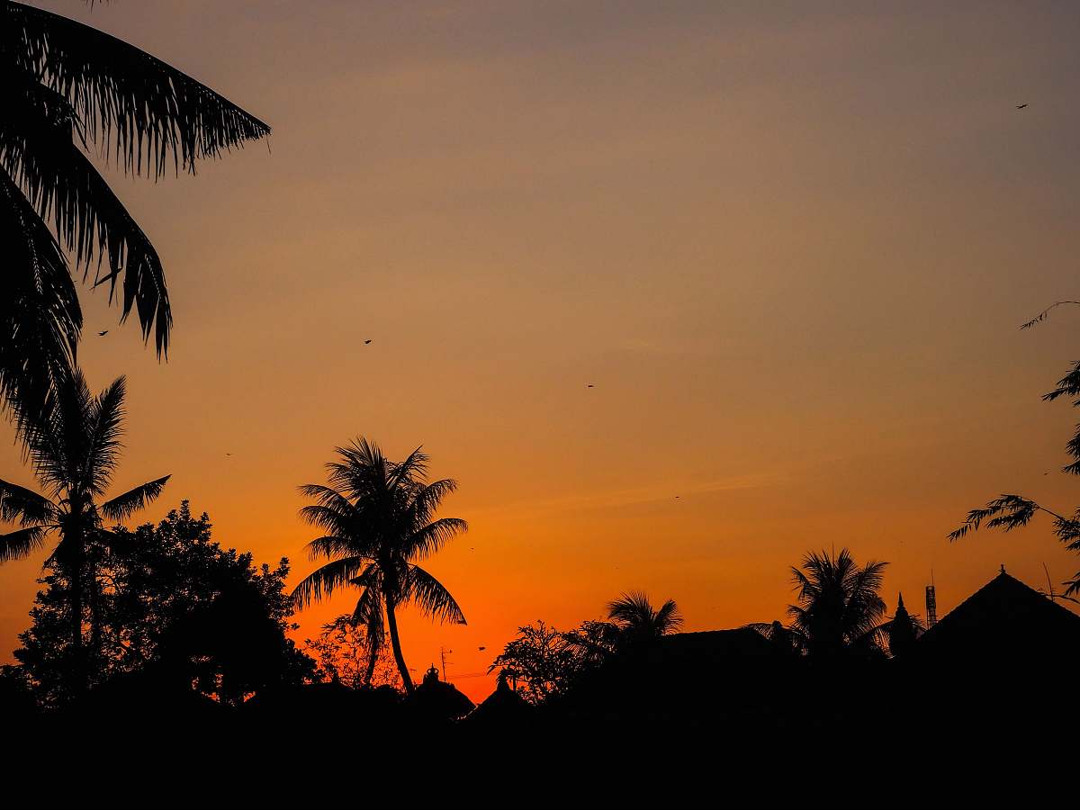 silhouette silhouette of trees and buildings during golden hour nature