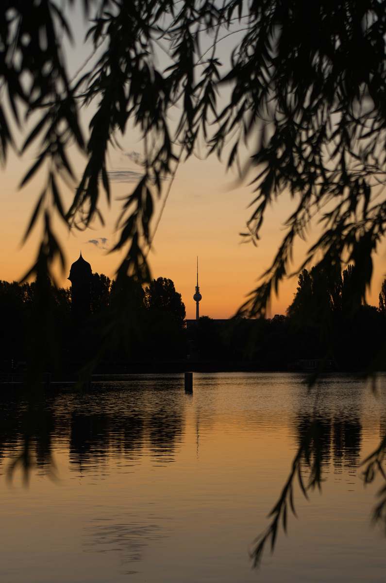 nature silhouette of trees during golden hour outdoors