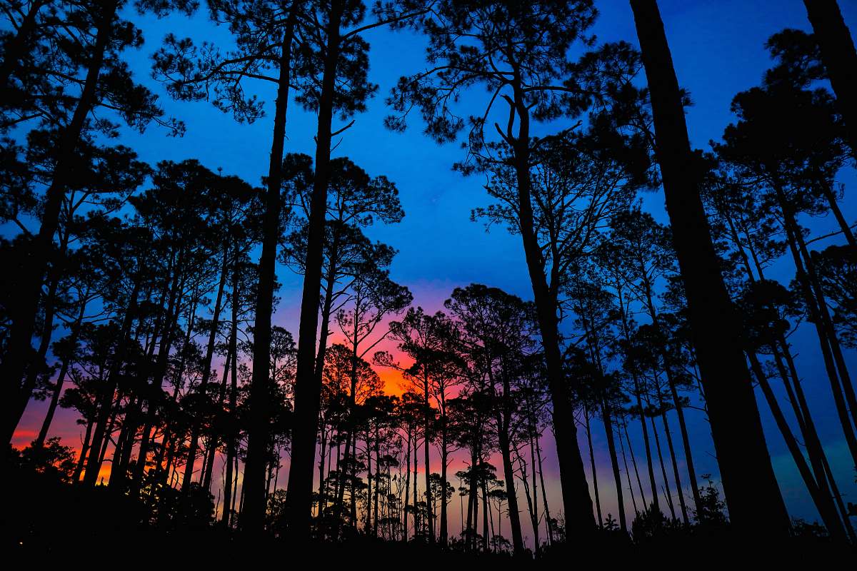 vegetation silhouette of trees during golden hour nature