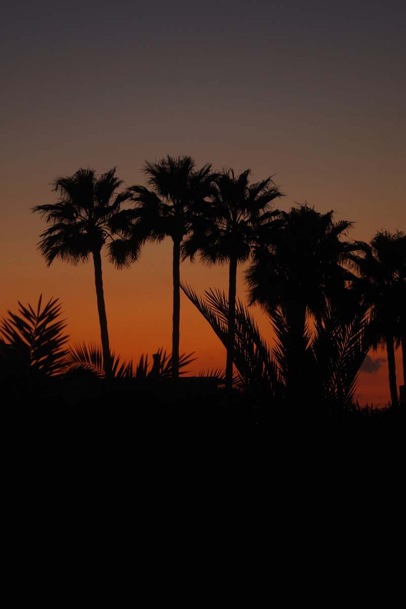 arecaceae silhouette of trees during nighttime palm tree