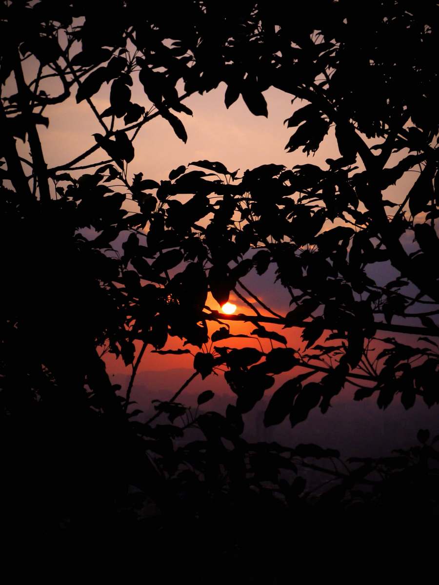 leaf silhouette of trees sunlight