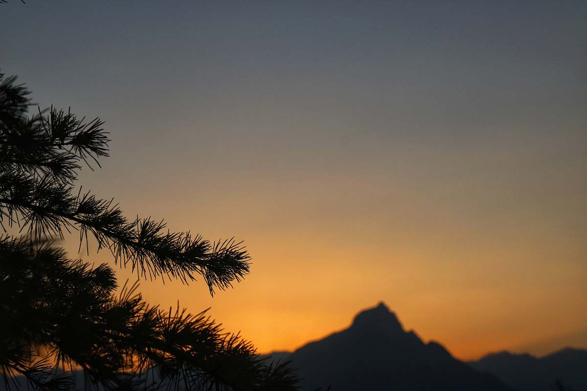 tree silhouette of trees conifer