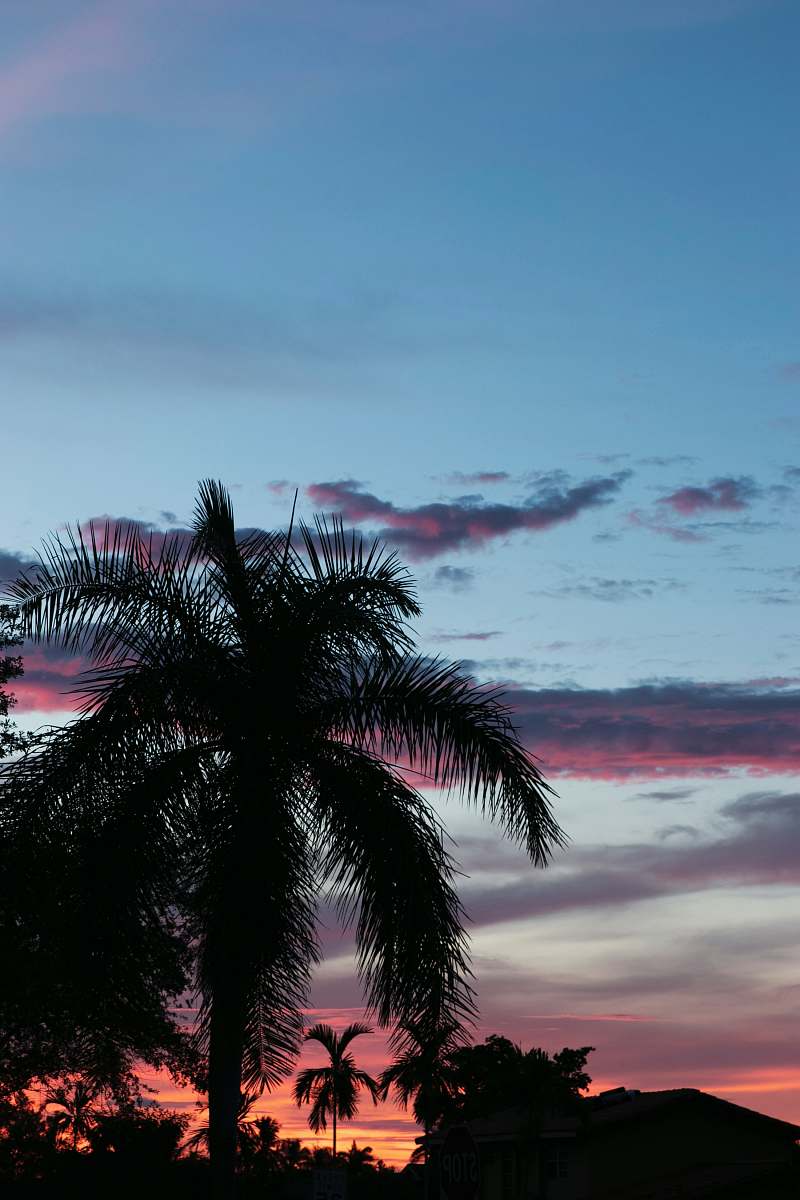 tree silhouette photo of palm tree arecaceae