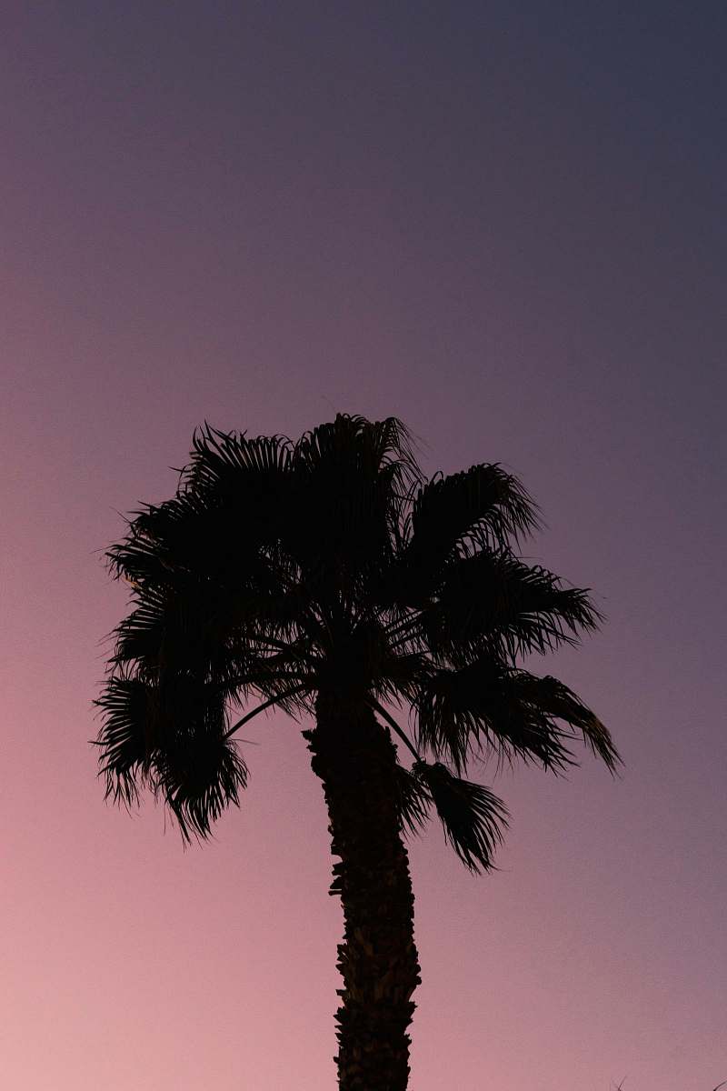 tree silhouette photography of palm tree arecaceae