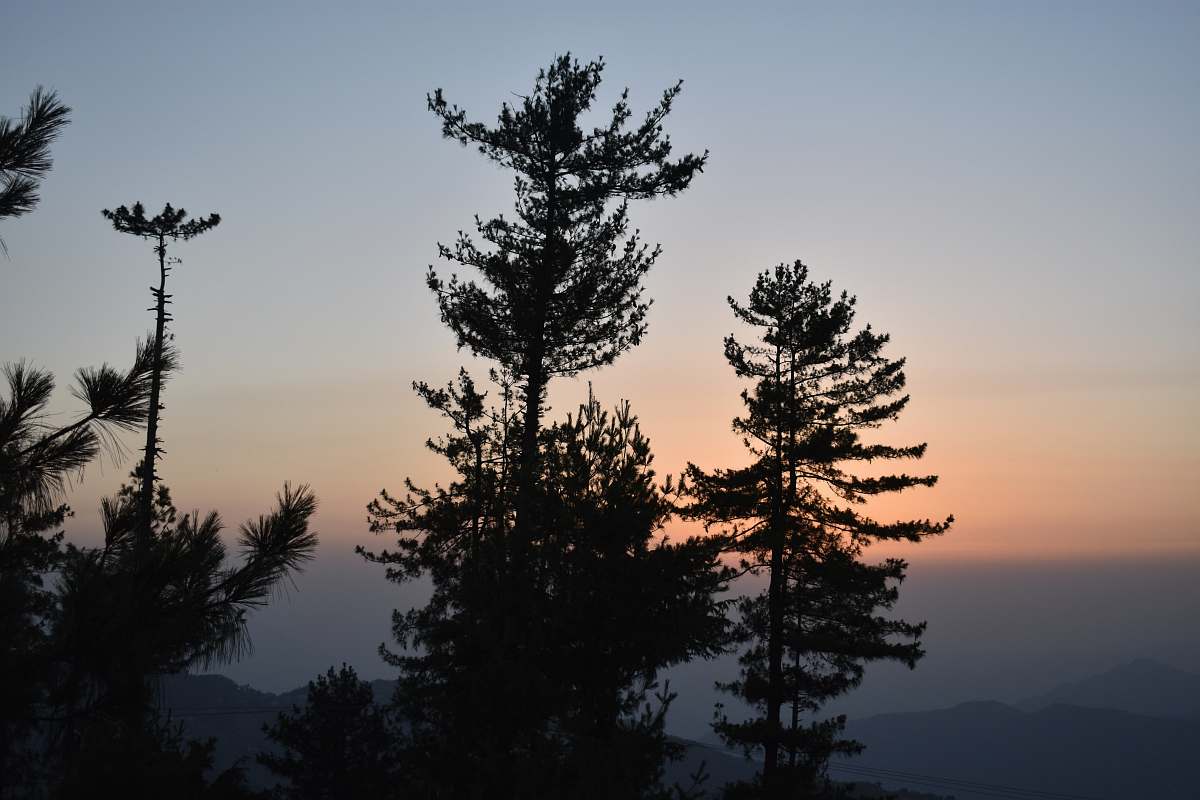 tree trees during sunrise abies