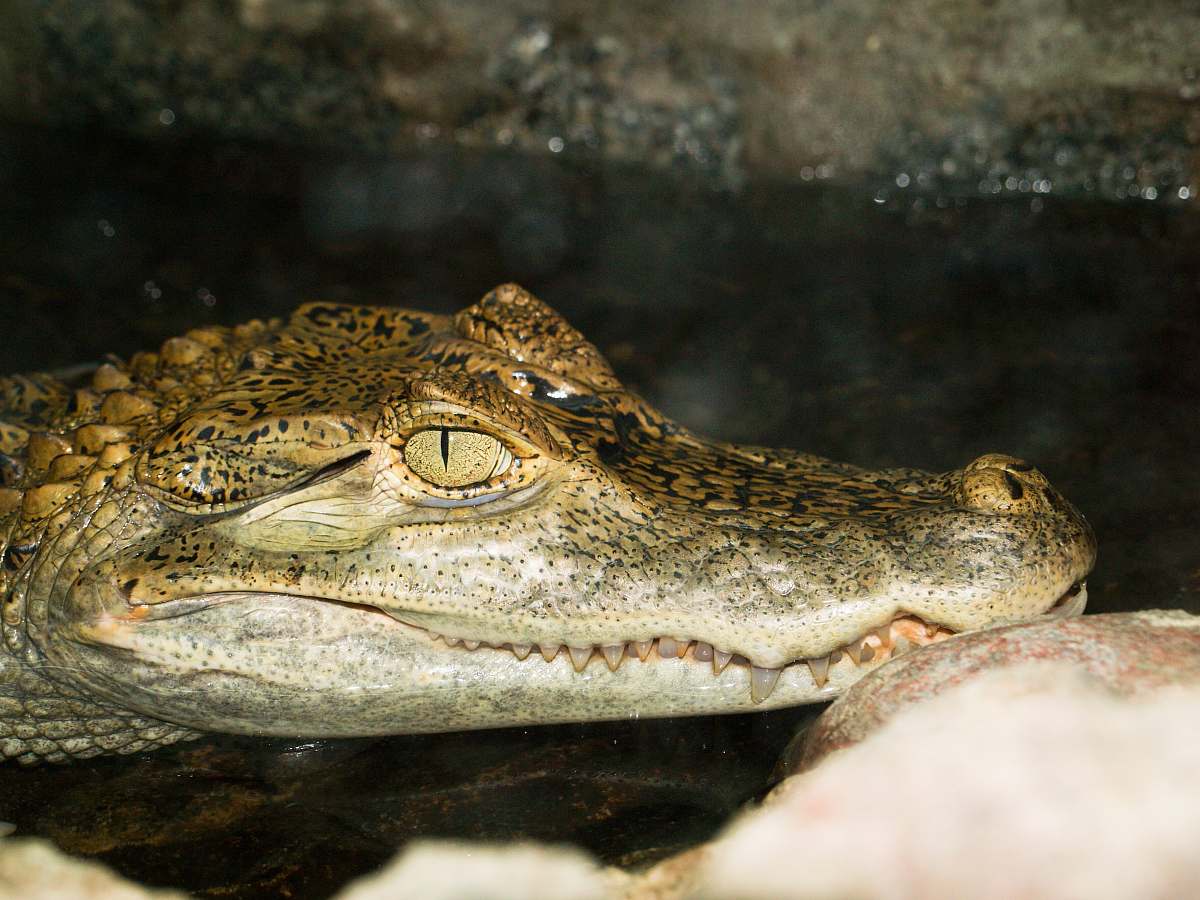 lizard close up photo of crocodile animal