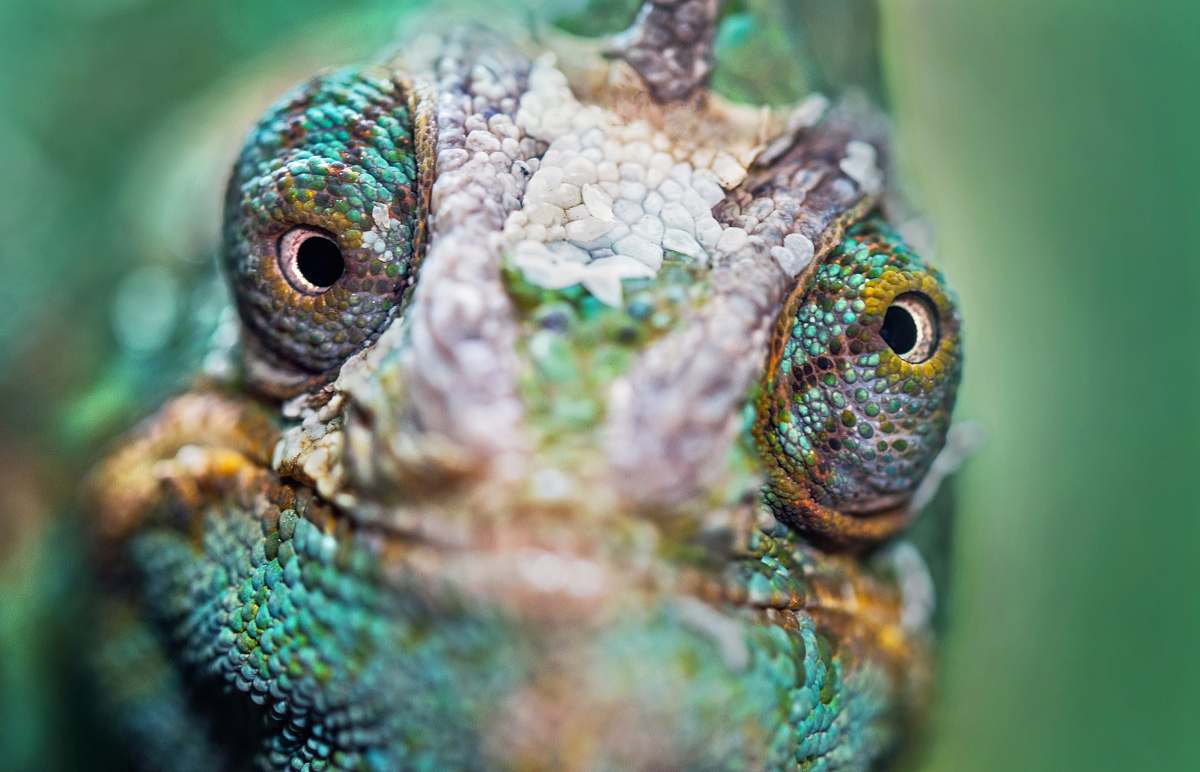 iguana green and brown chameleon lizard