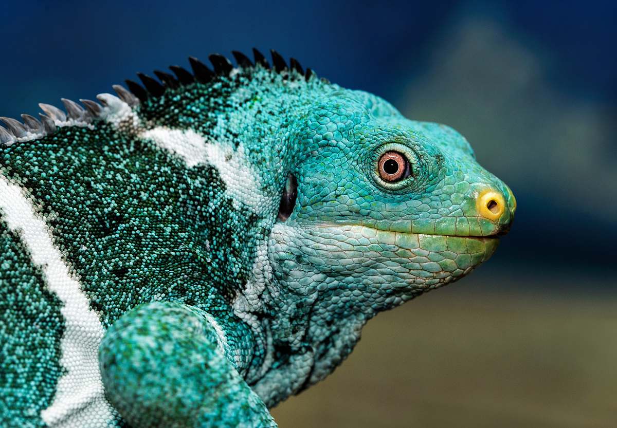 iguana teal and white chameleon lizard