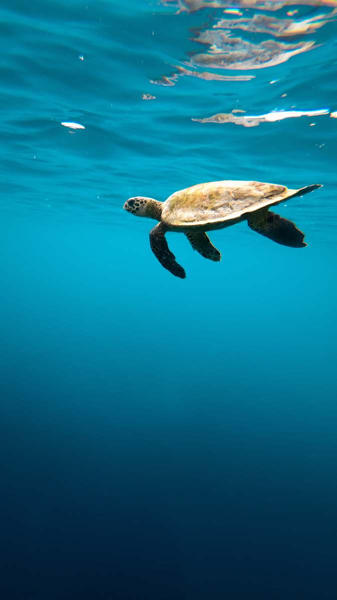 Turtle Sea Turtle Under Water Reptile Image Free Photo