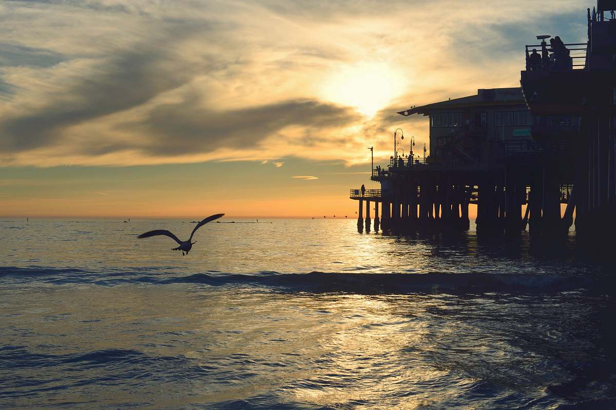 pier silhouette of bird flying during sunset bird