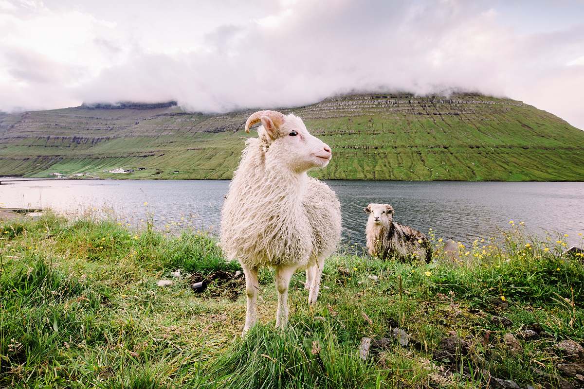 mammal white mountain goat on green grass field near river animal