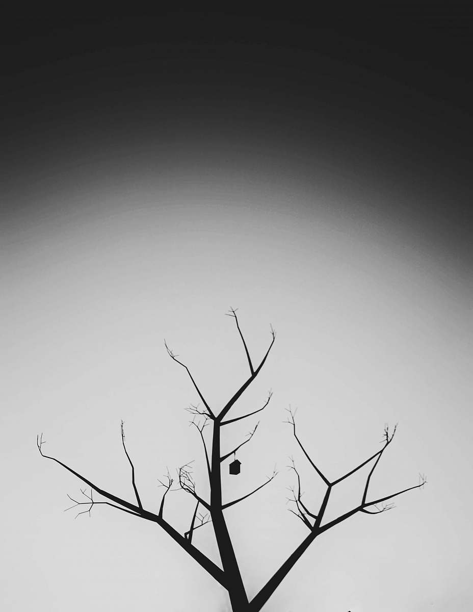 black-and-white bare tree grey