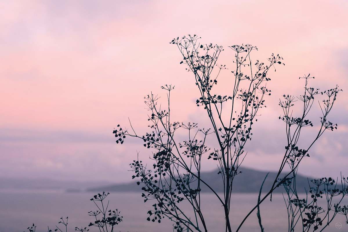nature bare tree under cloudy sky outdoors