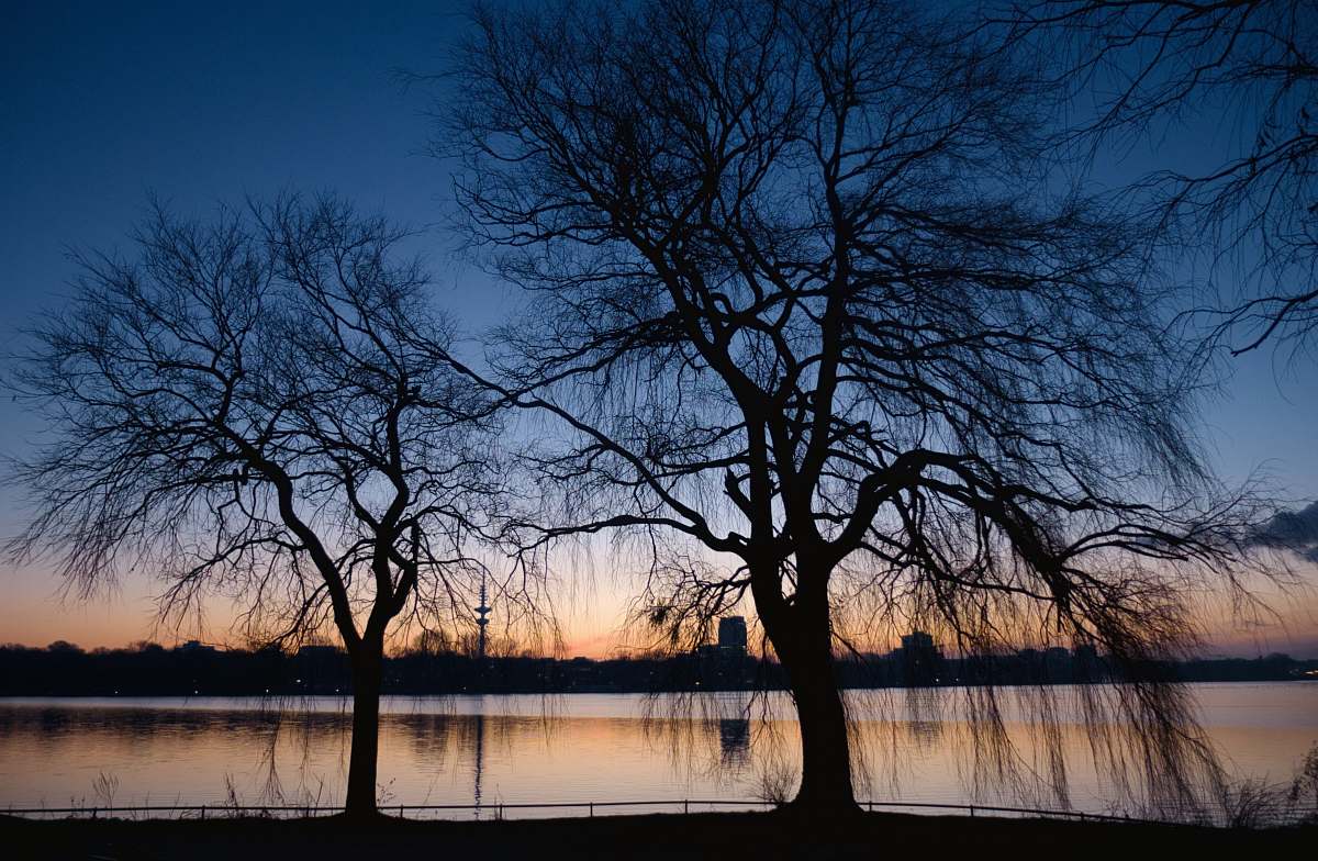 plant bare trees near body of water tree