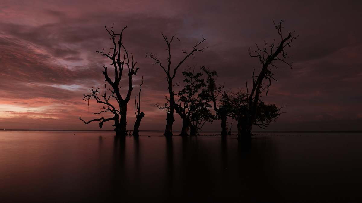 nature bare trees on body of water outdoors