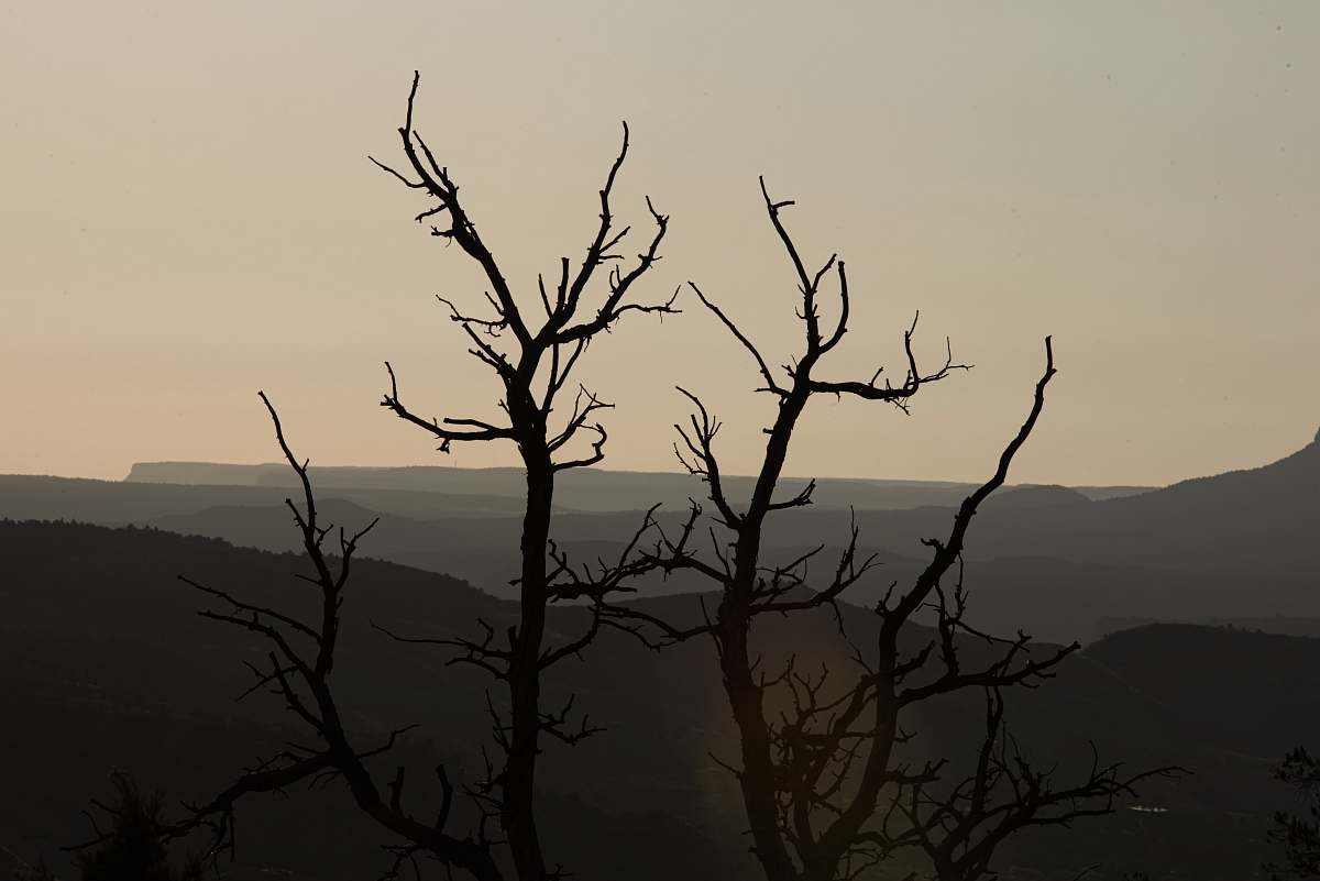 nature bare trees viewing mountain during daytime outdoors