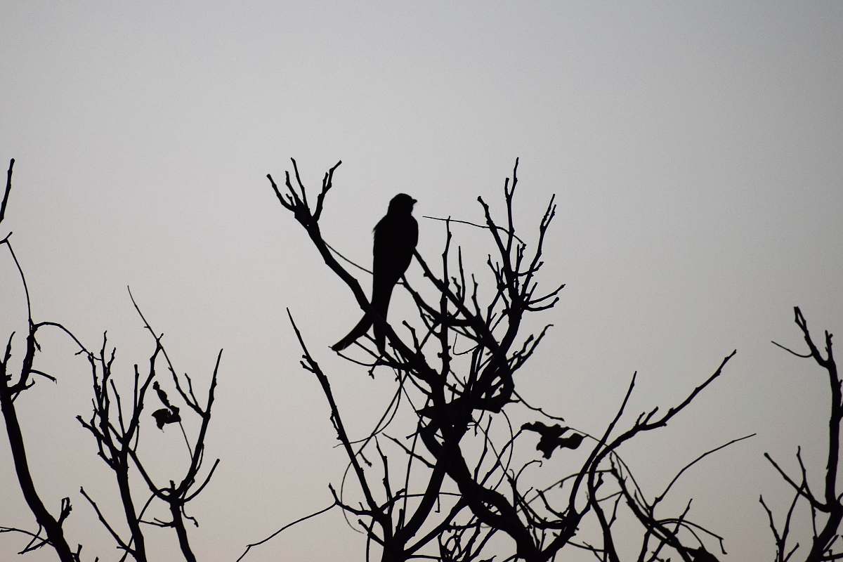 black-and-white bird on bare tree branch animal